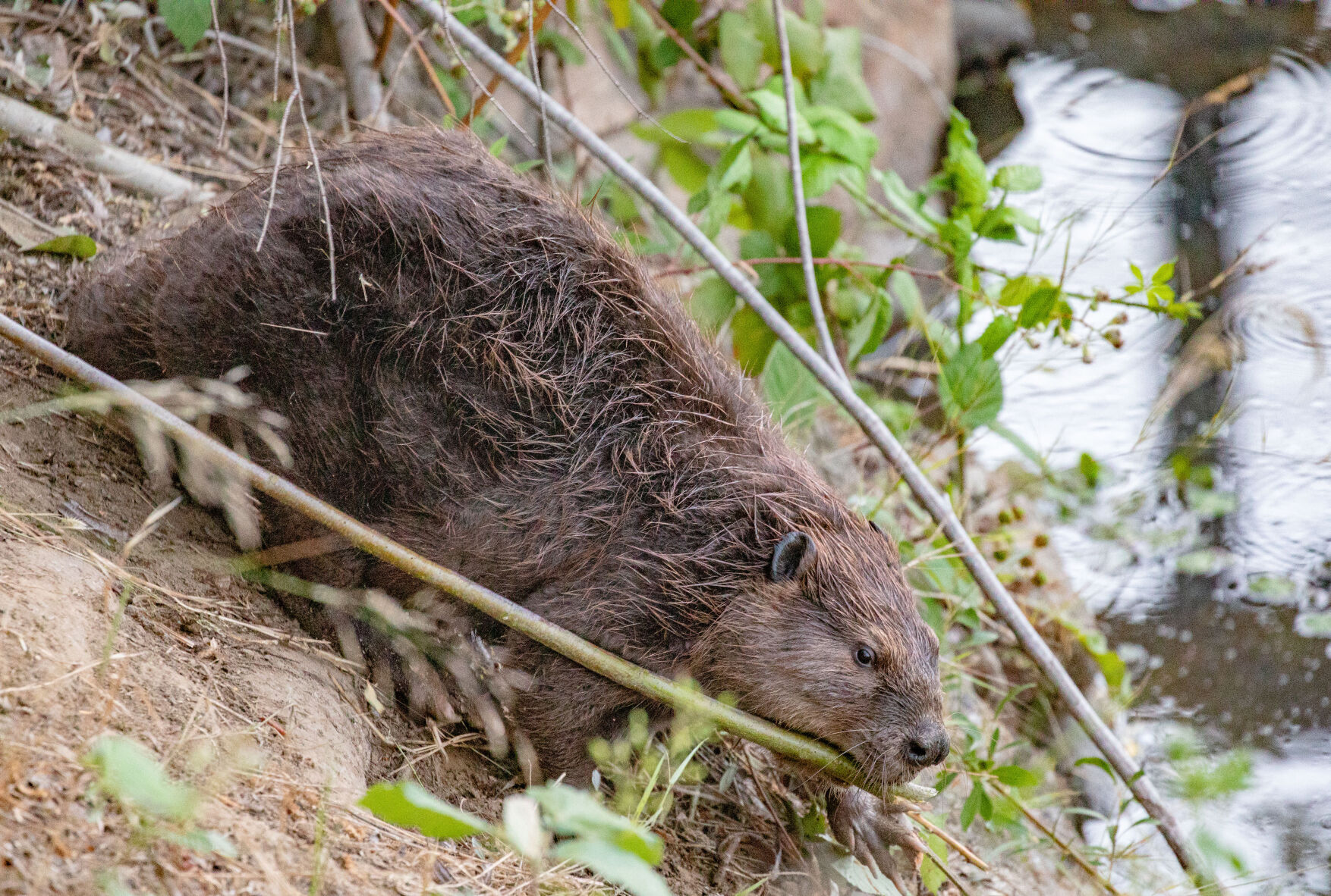 Beaver Lodge Summer 2021